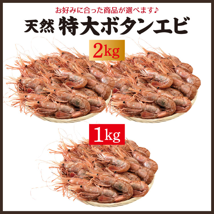 天然特大ぼたんえび 1kg～2kg ｜ 福井県越前市の魚屋 美味食卓さくだ屋