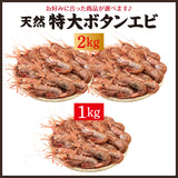 天然特大ぼたんえび 1kg~2kg