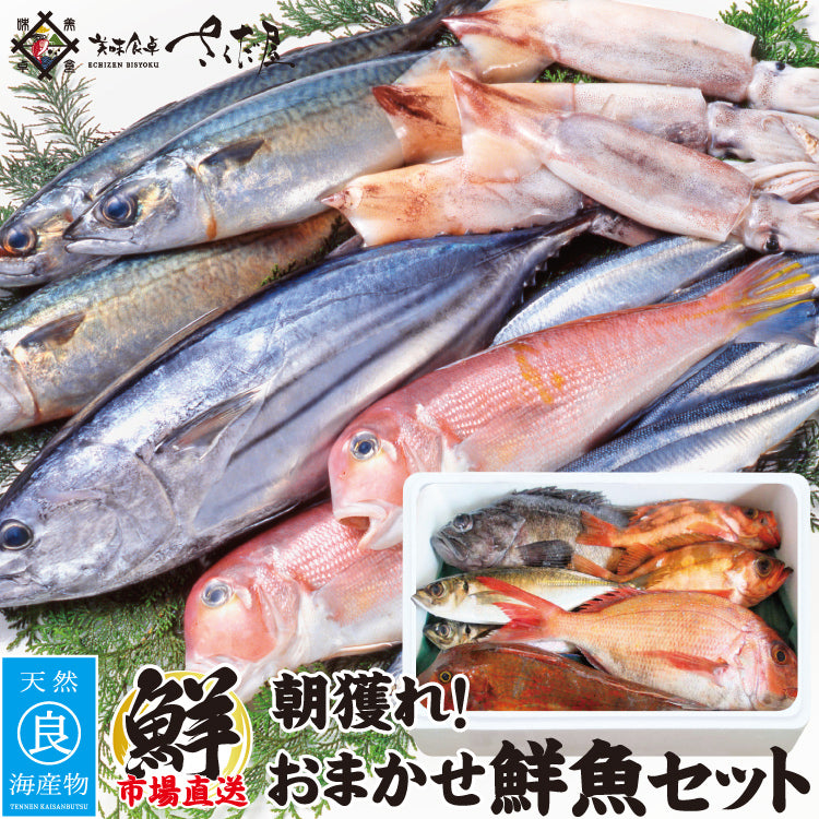 朝〆・採れたて鮮魚セット 朝獲れ鮮魚セット 選べるコース – 美味食卓さくだ屋