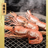 天然特大ぼたんえび 1kg~2kg