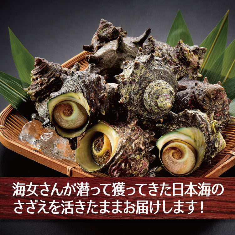 日本海産 天然 活さざえ1kg～3kg 冷蔵 御中元 御中元 – 美味食卓さくだ屋