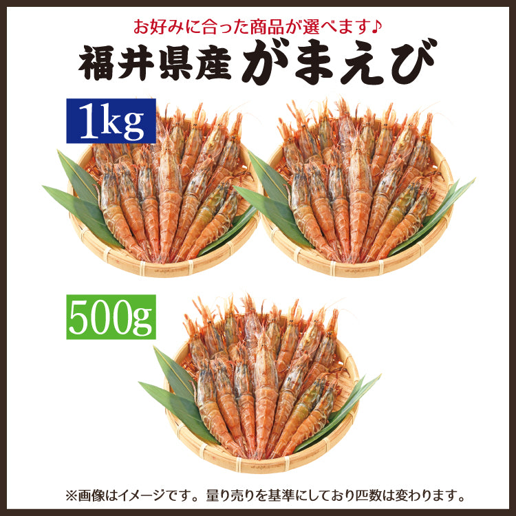 日本海産 がらえび ガラエビ 生食用 500g～1kg – 美味食卓さくだ屋