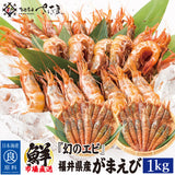 日本海産 がらえび ガラエビ 生食用 500g～1kg
