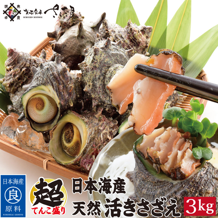 日本海産 天然 活さざえ1kg～3kg 冷蔵 ｜ 福井県越前市の魚屋 美味食卓
