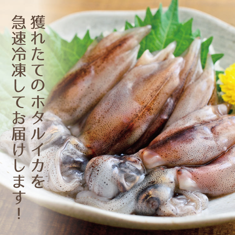 生ホタルイカ 1kg ｜ 福井県越前市の魚屋 美味食卓さくだ屋