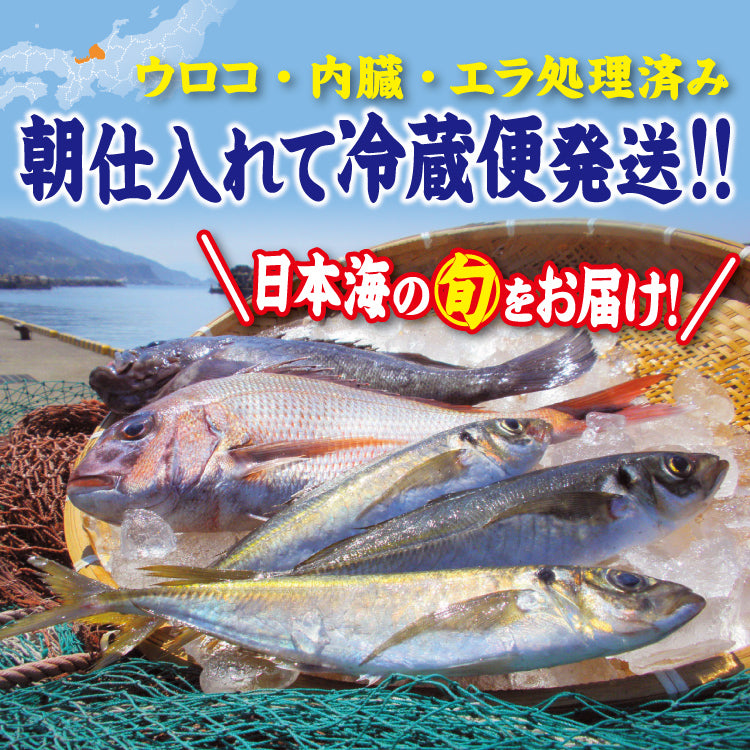 朝獲れ鮮魚セット　選べるコース 美味しい贈物