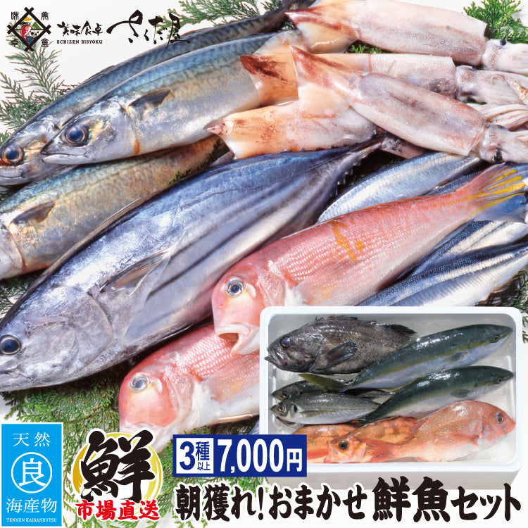 朝獲れ鮮魚セット 選べるコース 敬老の日 御中元 お中元 – 美味食卓さくだ屋